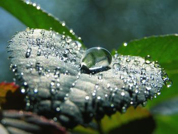 Close-up of water drops on spider web