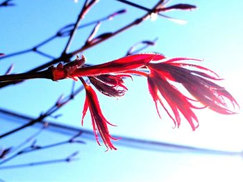 Low angle view of red flowering plant against sky