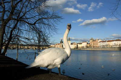 Swan by river against sky