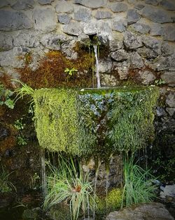 Close-up of plants by window