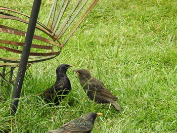 Bird in a field