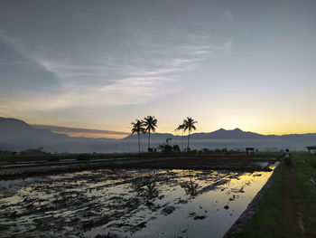 Palm trees on field against sky at sunset