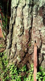 Close-up of tree trunk