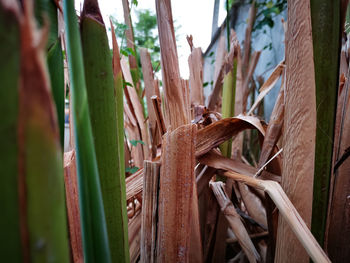 Close-up of lizard on wood