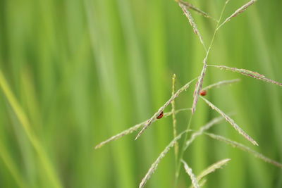 Close-up of insect on plant
