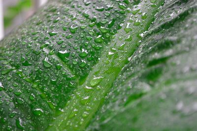 Close-up of wet plant leaves during rainy season