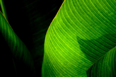 Close-up of palm leaves against black background