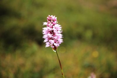 Close-up of pink flowers