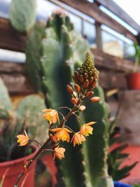 Close-up of flowering plant