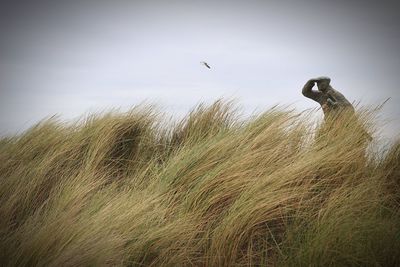 Low angle view of bird flying in the sky