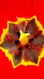 Close-up of yellow flower