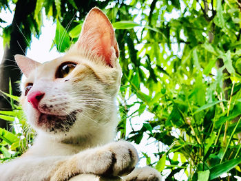 Close-up of a cat looking away