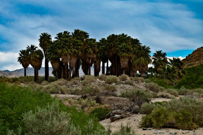 Trees growing on land against sky