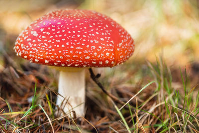 Close-up of fly agaric mushroom on field