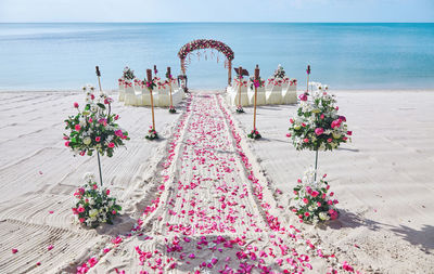 High angle view of pink flowering plants at beach