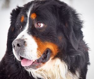 Close-up of dog looking away