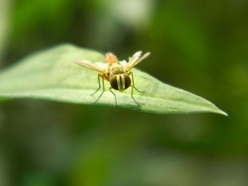 Close-up of insect