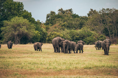 Elephants on field