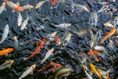 High angle view of koi carps swimming in lake