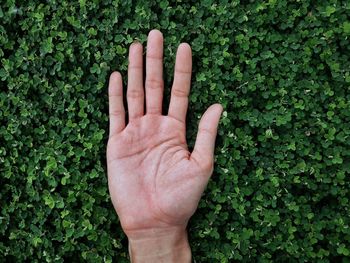 Cropped hand against plants