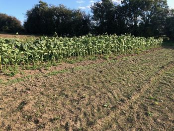 Plants growing on field