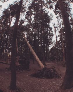 Trees against sky