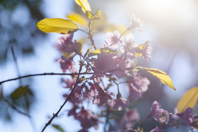 Close-up of yellow flowering plant