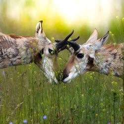 Deer fighting on land in forest