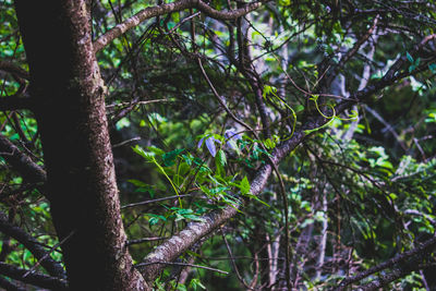 Close-up of bird perching on tree in forest