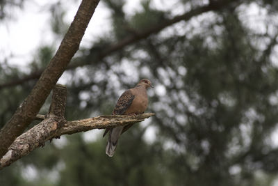 Low angle view of bird perching on branch