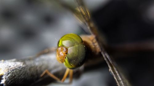 Close-up of insect on leaf