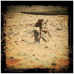 insect
