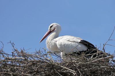 Low angle view of bird in nest against sky