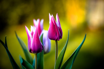 Close-up of pink flowering plant