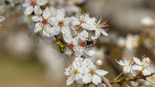 Close-up of cherry blossoms