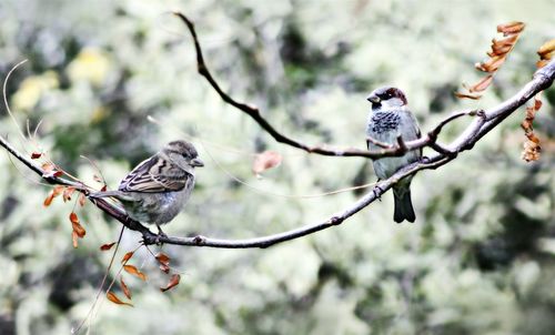 Close-up of sparrows perching on branch