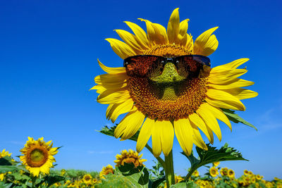 Close-up of sunflower wearing sunglasses blooming against clear blue sky