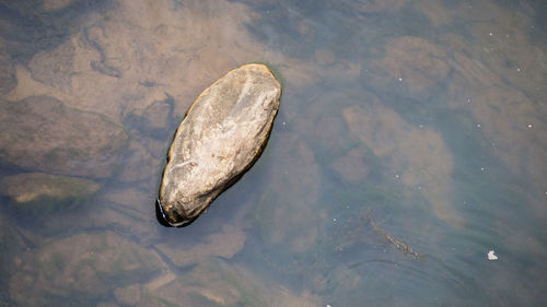 High angle view of crab swimming in lake