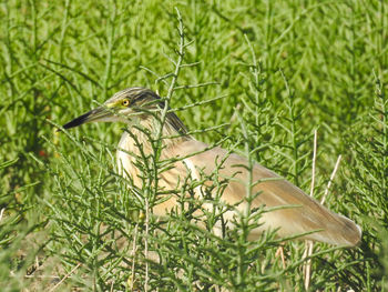 Close-up of bird perching on a plant