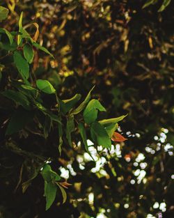 High angle view of leaves on tree