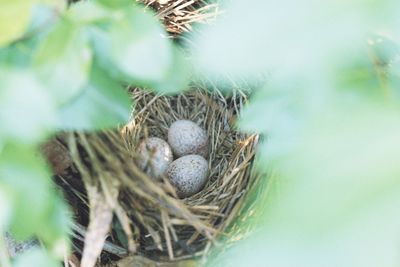 High angle view of bird nest on plant