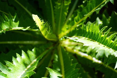 Close-up of plant leaves