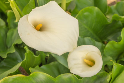 White arum in bloom in garden in springtime