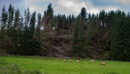 Cows grazing on field against sky