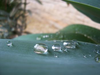 Close-up of water drop on leaf