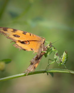 Close-up of butterfly on leaf