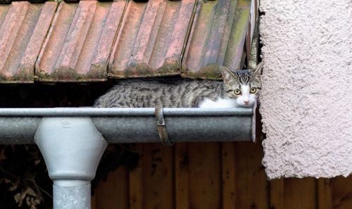 Close-up of cat on rusty metal