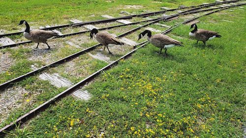 High angle view of birds on land