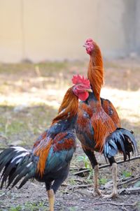 Close-up of rooster on field