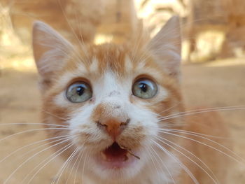 Close-up portrait of cat